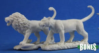 Lions (2) 77341