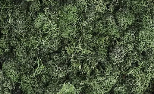 IJslands Mos Military Groen 20 gram